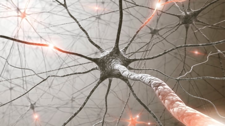 polivagal teori 2026